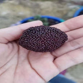 Grafted Soft Silk(Prince Anhai) Yangmei Plant Bare Root